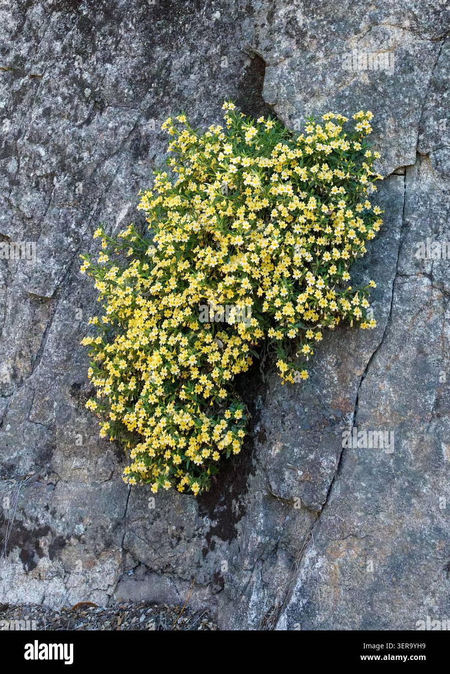 Monkeyflower giallo (Diplacus sp.) Fiorisce da un'insenatura di roccia di granito lungo la Generals Highway vicino a Three Rivers, Sequoia National Park, California, U Foto Stock