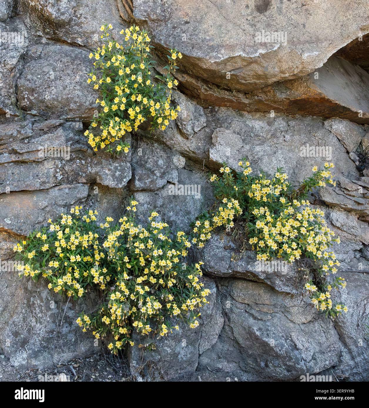 Monkeyflower giallo (Diplacus sp.) Fiorisce da un'insenatura di roccia di granito lungo la Generals Highway vicino a Three Rivers, Sequoia National Park, California, U Foto Stock