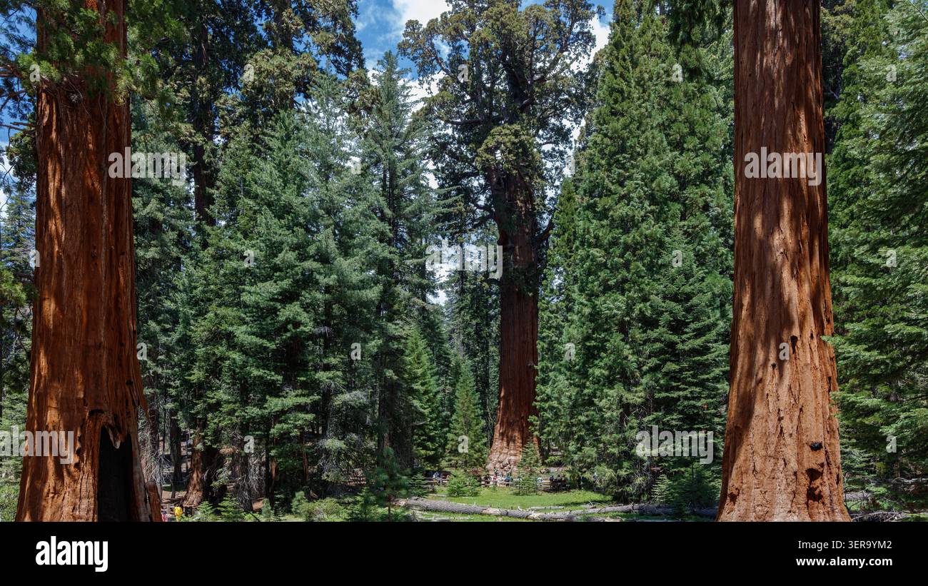 Sequoia National Park, California, Stati Uniti d'America Foto Stock