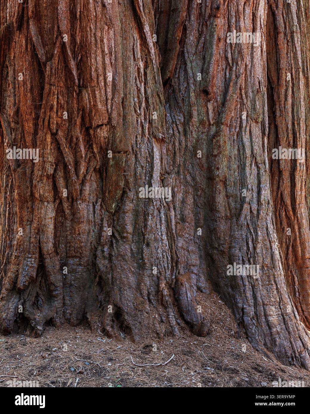 Tronco di sequoia gigante, Sequoia National Park, California, Stati Uniti Foto Stock