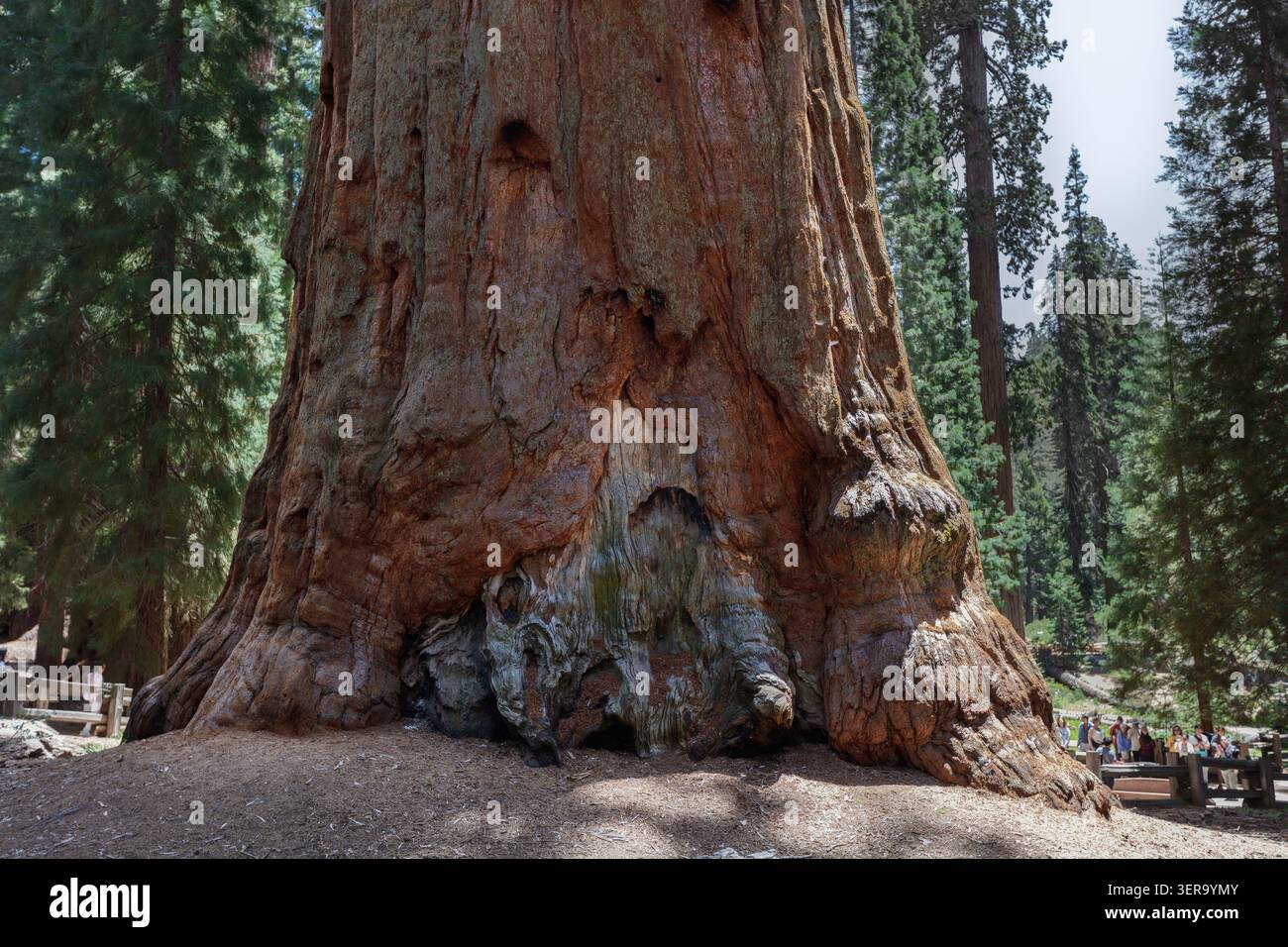 Generale Sherman, tronco di sequoia gigante, piccole persone in lontananza, Sequoia National Park, California, USA Foto Stock