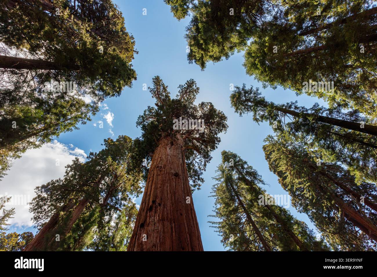 Guardando verso il General Sherman e la foresta circostante, il Sequoia National Park, California, USA Foto Stock