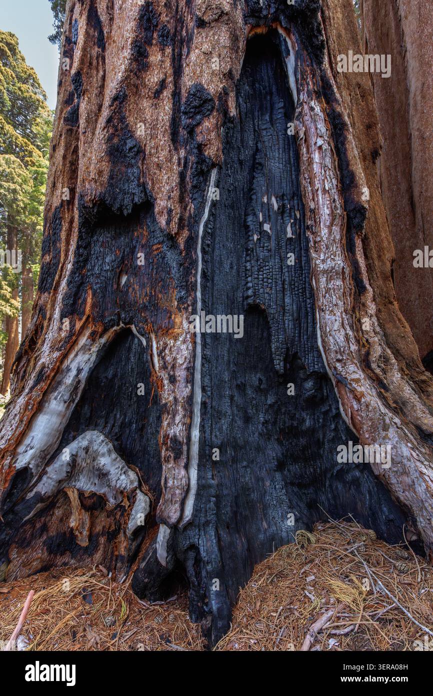 Fired Scared Sequoia, Sequoia National Park, California, USA Foto Stock