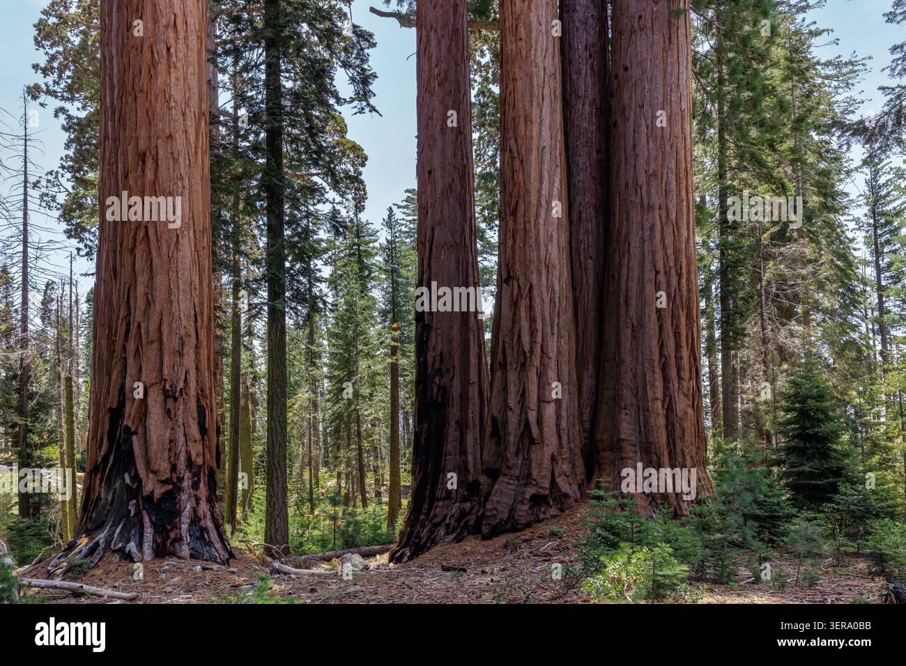 Sequoie giganti (Sequoiadendron giganteum) Sequoia National Park, California, USA Foto Stock