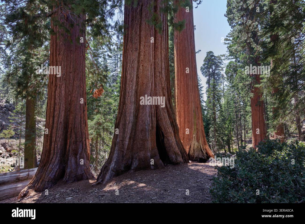 Sequoie giganti (Sequoiadendron giganteum) Sequoia National Park, California, USA Foto Stock