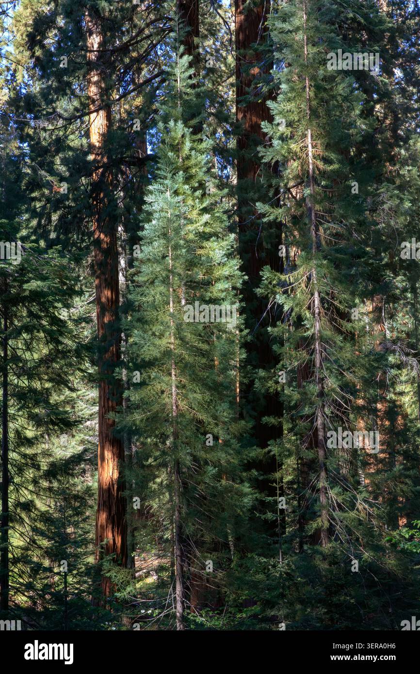 Foresta di conifere temperate, Sequoia National Park, California, USA Foto Stock