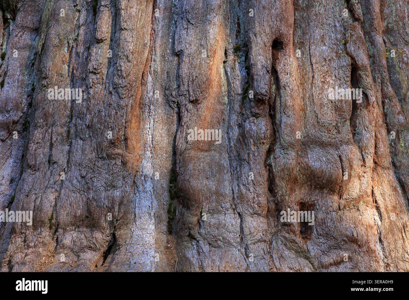 Tronco di albero di sequoia gigante (Sequoiadendron giganteum) Sequoia National Park, California, USA Foto Stock