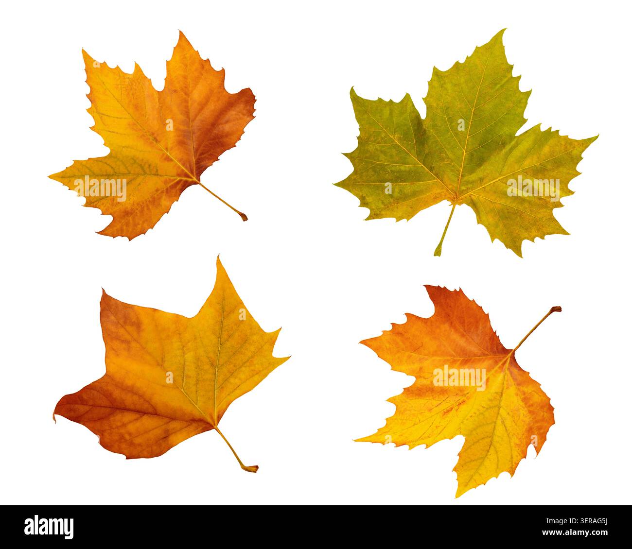Collage di foglie d'acero autunnale isolato su sfondo bianco Set di fogliame autunnale Foto Stock
