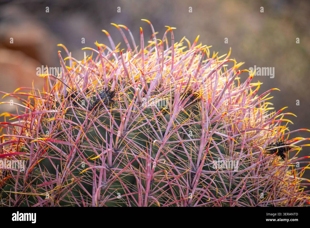 Le spine colorate di un cactus a botte sono illuminate dalla luce calda del sole in una vista ravvicinata che mette in risalto la consistenza, il motivo e l'adattamento naturale del deserto Foto Stock