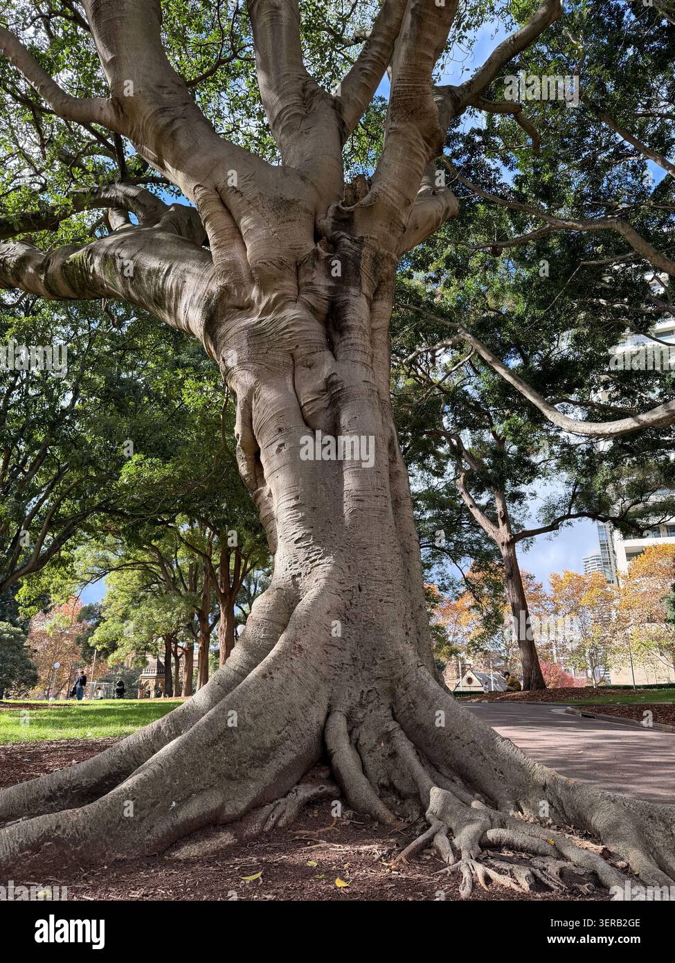 Il massiccio tronco e le radici esposte di un vecchio albero di fico a Hyde Park, Sydney, circondato da lussureggianti letti da giardino. Foto Stock