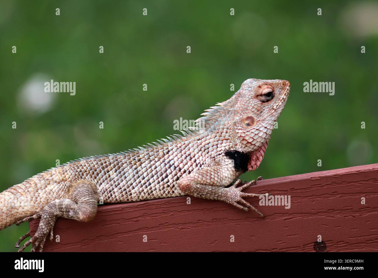 Posa audace di una lucertola da giardino orientale [ Calotes Versicolor ] su un palo di legno mentre ti godi il sole del mattino. Foto Stock