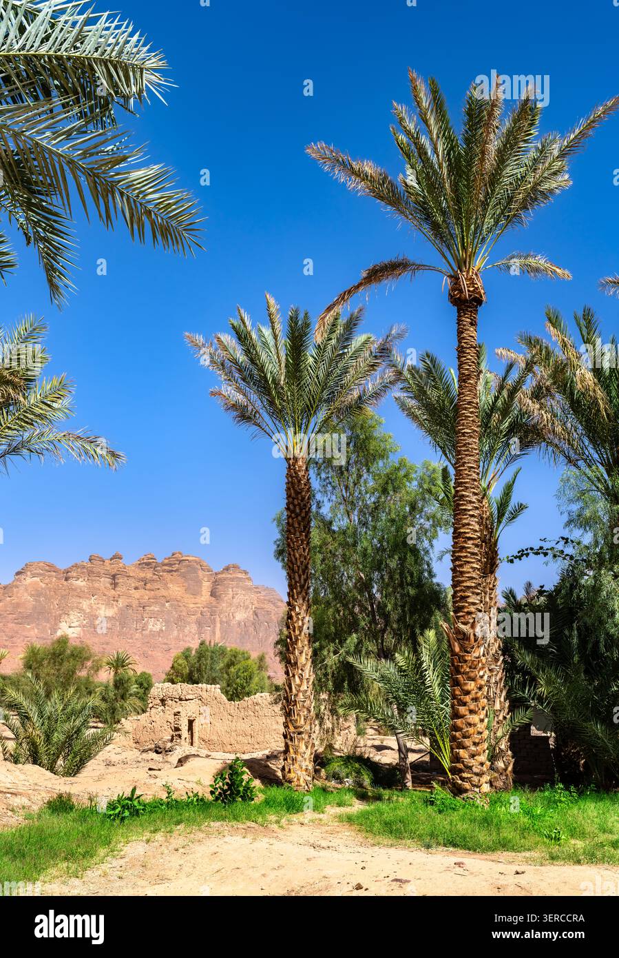 Vista panoramica di alte palme da dattero nell'oasi di Alula sullo sfondo di antiche rovine di mattoni di fango e montagne di arenaria rossa, l'Arabia Saudita. Foto Stock
