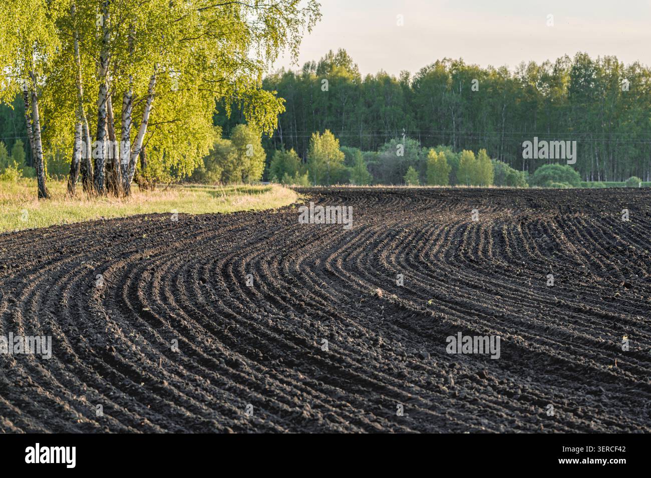 Terreno agricolo appena arato con solchi curvi e terreno nero ricco vicino a un boschetto di betulle. Paesaggio agricolo con terreno fertile preparato per piantare il mare Foto Stock