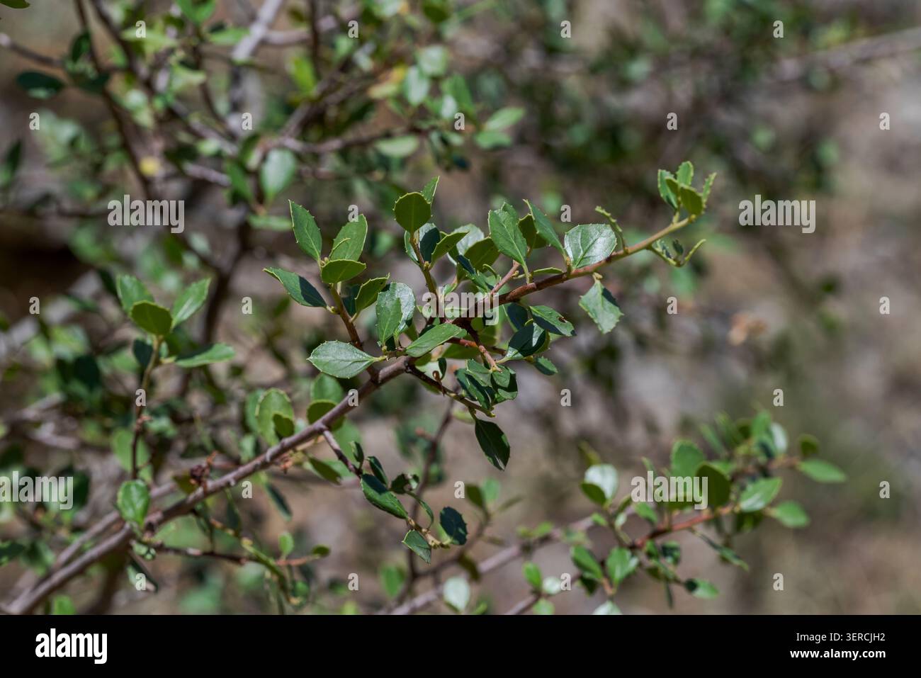 Primo piano di spinone italiano, Rhamnus alaternus, foglie e ramoscelli, che mostrano un verde brillante e dettagli raffinati in una macchia mediterranea naturale Foto Stock