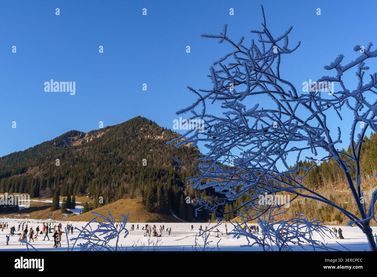 Un bellissimo paesaggio invernale caratterizzato da una folla di persone che pattinano sul ghiaccio sul lago ghiacciato Spitzingsee, incorniciato naturalmente da rami ricoperti di ghiaccio bianco Foto Stock