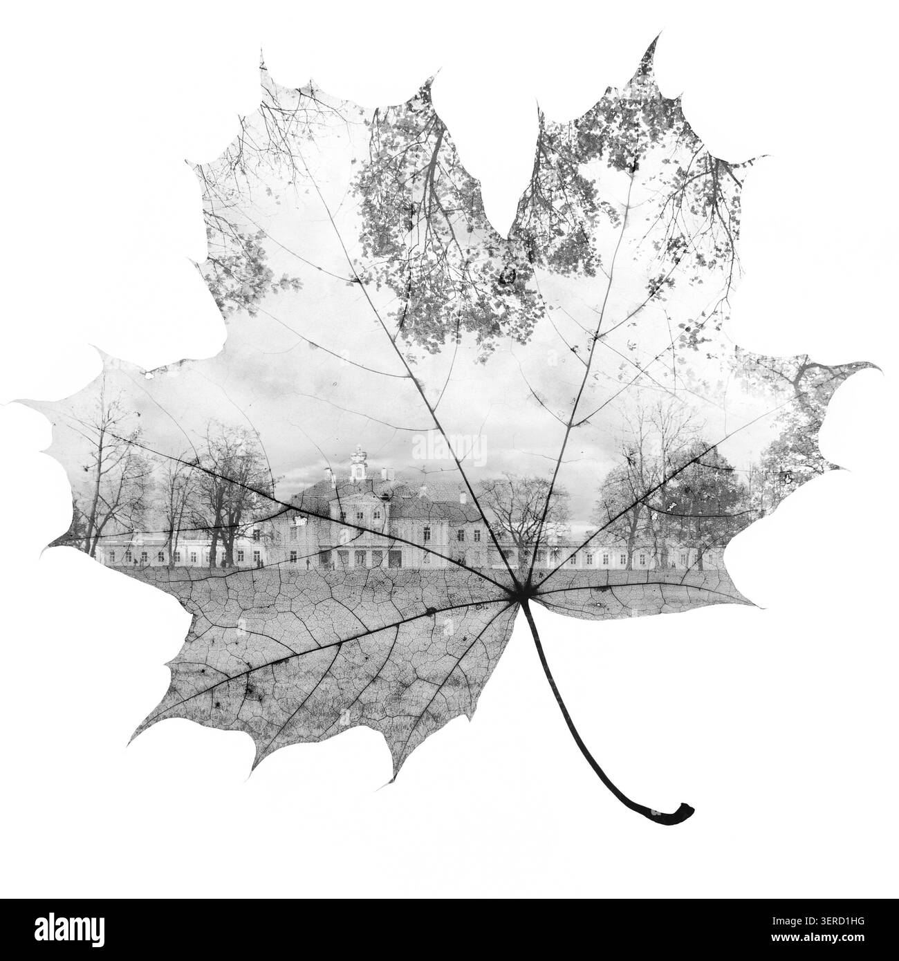 Foglie d'acero autunnali mescolate ad alberi e cielo, foto a doppia esposizione Foto Stock
