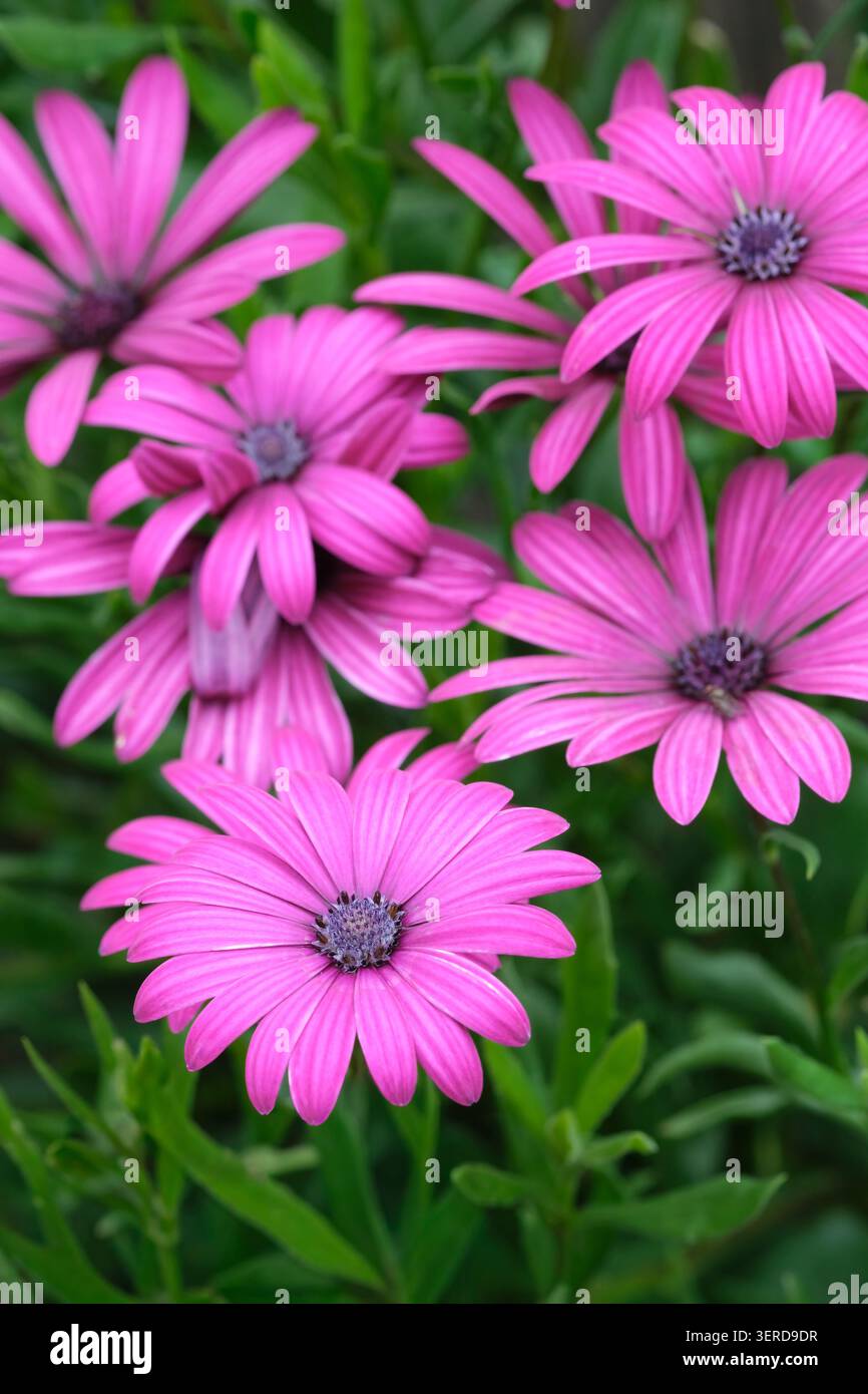 Osteospermum Nairobi Purple, African daisy Tresco Purple, Osteospermum Tresco Purple, fiori magenta-viola intenso simili a margherita Foto Stock