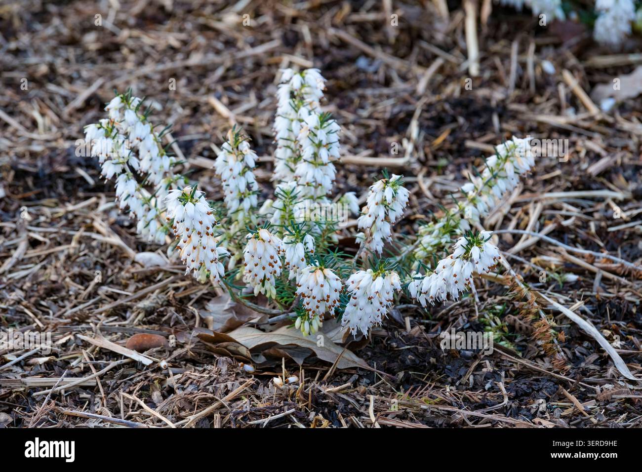 Erica carnea alba Snowbelle, heather Snowbelle, fogliame ad ago, punte di piccoli fiori bianchi Foto Stock