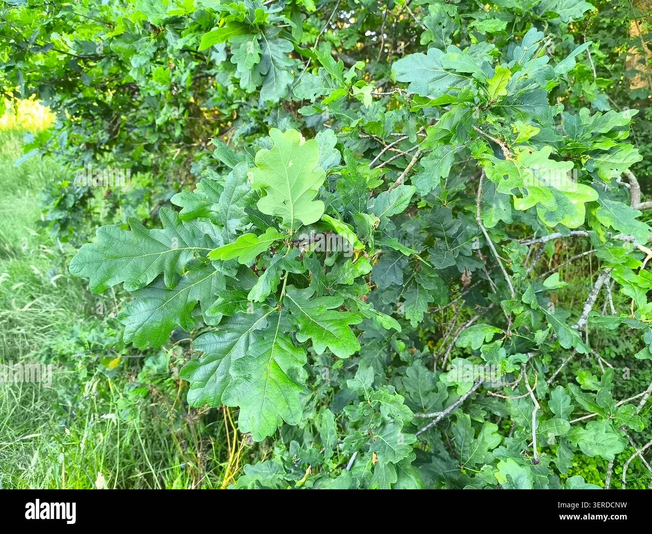 Foglie verdi lobate della quercia europea, Quercus robur Foto Stock