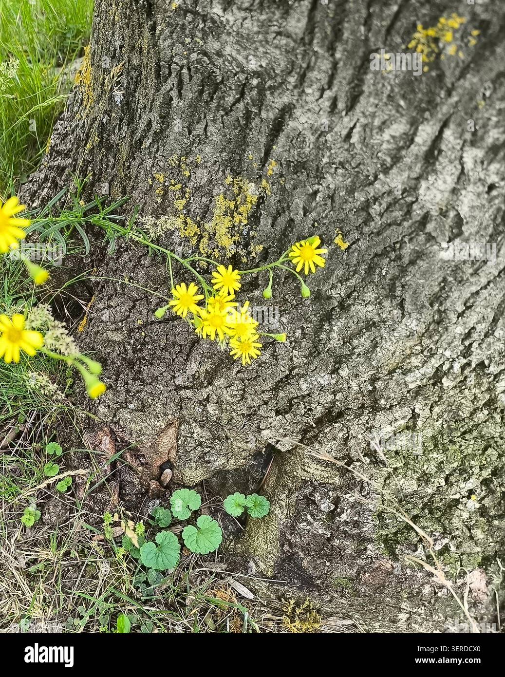 Senecio a foglie strette, Senecio inaequidens, che cresce vicino al tronco di un albero Foto Stock