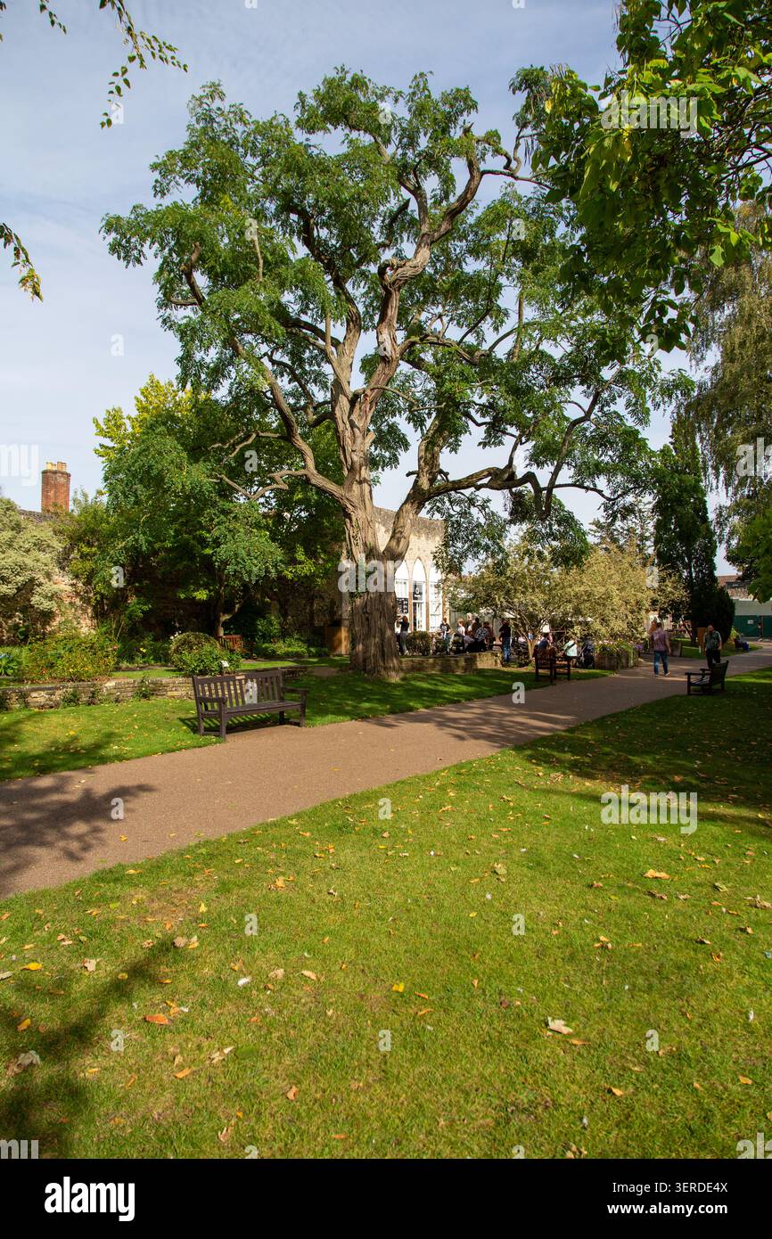 Panchine del parco sotto gli alberi ad Abbey Gardens, Bury St Edmunds, Suffolk, Inghilterra Foto Stock