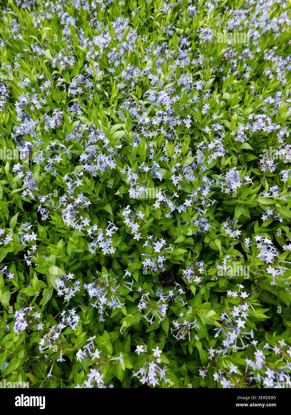 Ritratto naturale in primo piano di una pianta in fiore della deliziosa Amsonia 'Blue Ice', bluestar 'Blue Ice' nel sole amabile dell'inizio dell'estate. in fiore, mozzafiato, Foto Stock