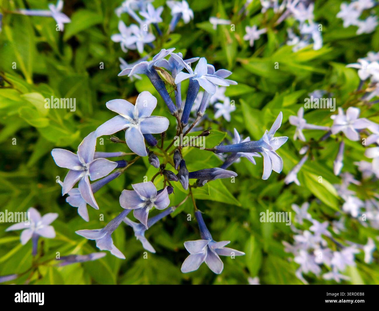 Ritratto naturale in primo piano di una pianta in fiore della deliziosa Amsonia 'Blue Ice', bluestar 'Blue Ice' nel sole amabile dell'inizio dell'estate. in fiore, mozzafiato, Foto Stock