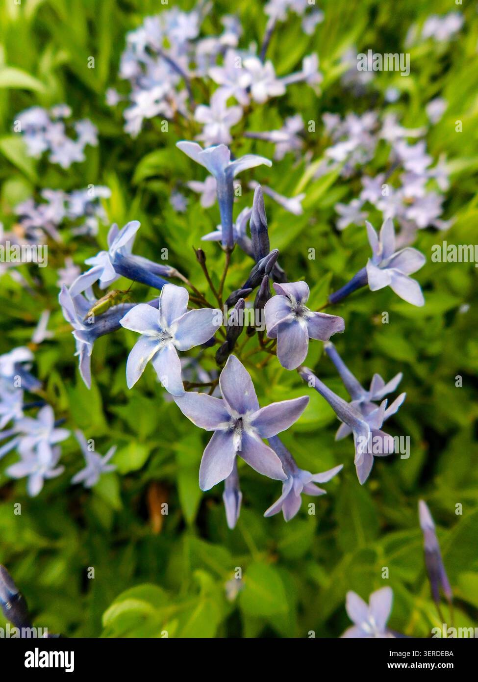 Ritratto naturale in primo piano di una pianta in fiore della deliziosa Amsonia 'Blue Ice', bluestar 'Blue Ice' nel sole amabile dell'inizio dell'estate. in fiore, mozzafiato, Foto Stock