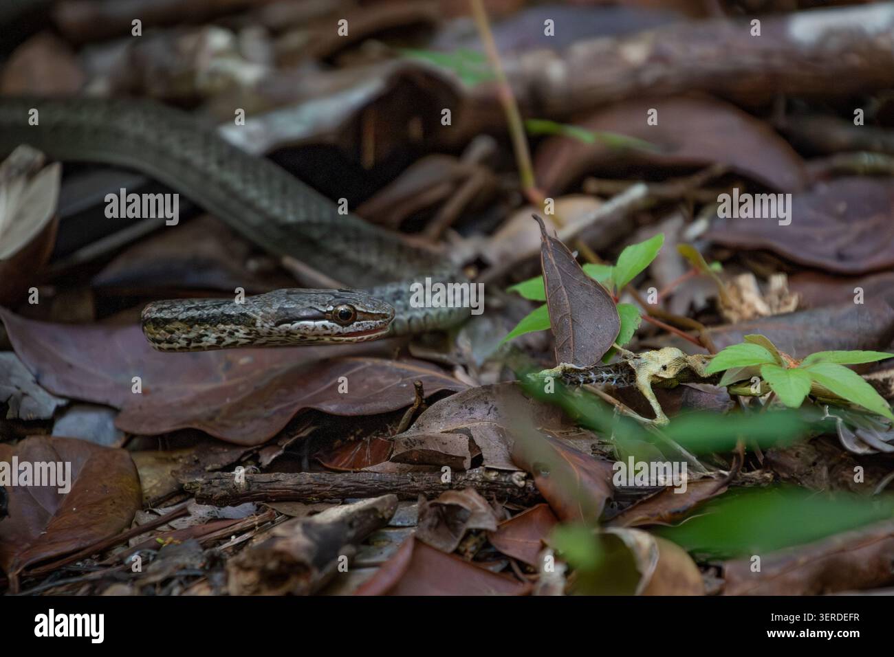 Vista di un serpente che scivola tra i rifiuti secchi e le piccole piante verdi sul fondo della foresta del Primeval Forest National Park a Nassau, New Providen Foto Stock