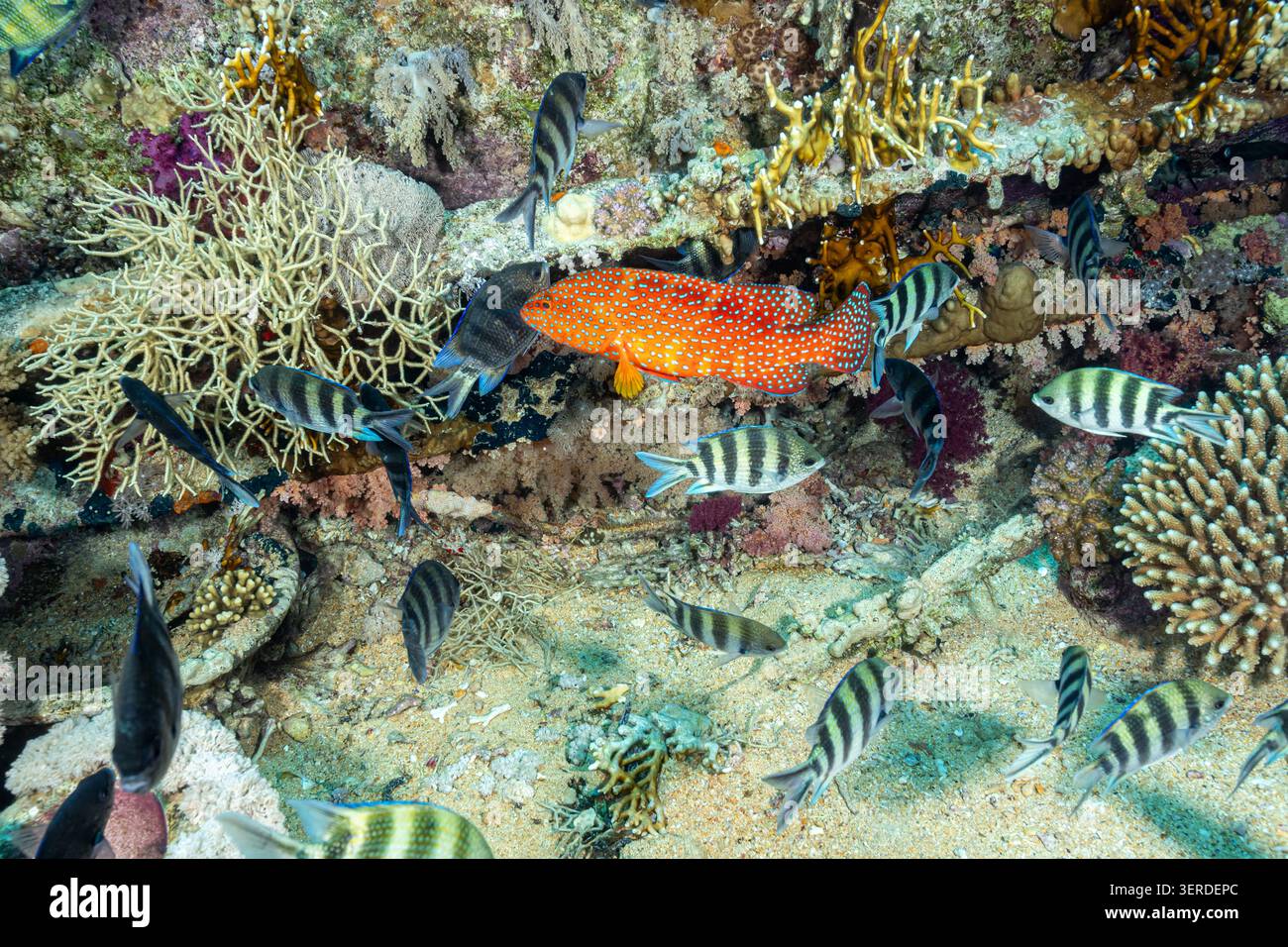 Egitto, Sharm El Sheikh, cernia di coralli (Cephalopholis miniata) tra il sergente di coda di pesce (Abudefduf sexfasciatus) Foto Stock