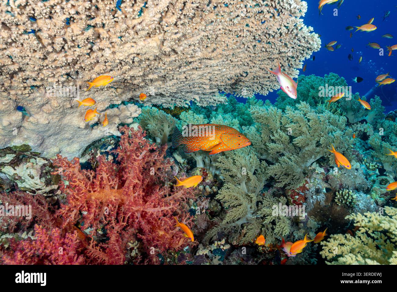 Egitto, Sharm El Sheikh, cernia di coralli (Cephalopholis miniata) tra Anthias e coralli molli Foto Stock