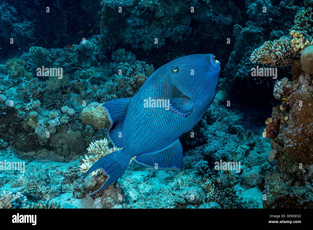 Egitto, Sharm El Sheikh, pesce triggerino rosso (Odonus niger) Foto Stock