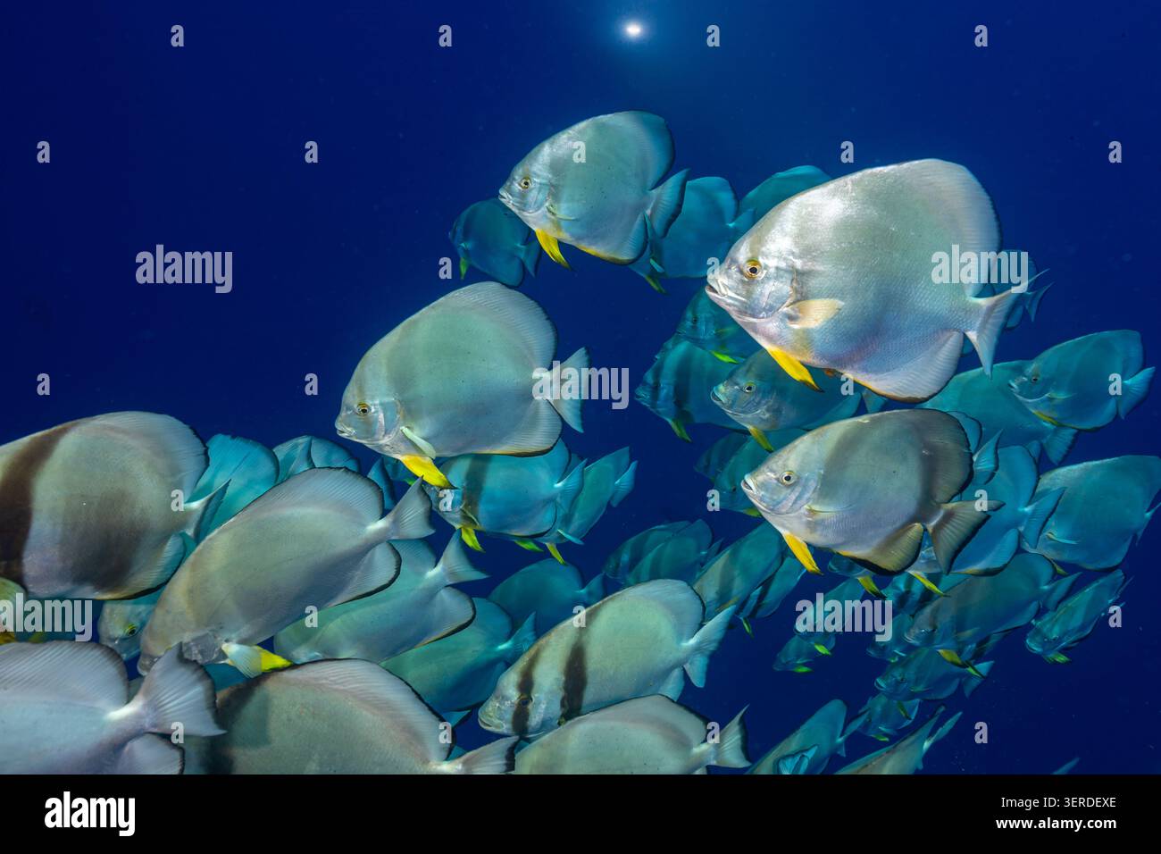 Egitto, Sharm El Sheikh, Orbicular Batfish (Platax orbicularis), Circular Batfish, Orbiculate Batfish Foto Stock