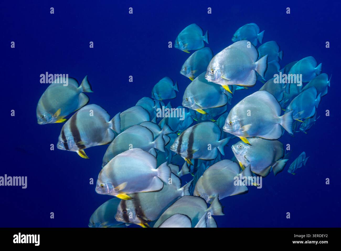 Egitto, Sharm El Sheikh, Orbicular Batfish (Platax orbicularis), Circular Batfish, Orbiculate Batfish Foto Stock