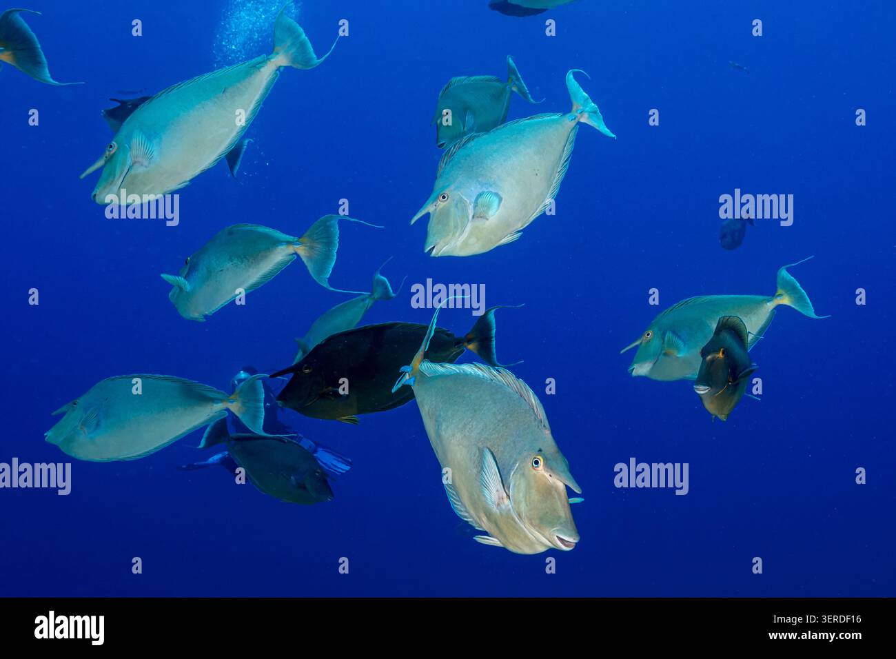 Egitto, Sharm El Sheikh, Bluespine Unicornis (naso unicornis) Foto Stock