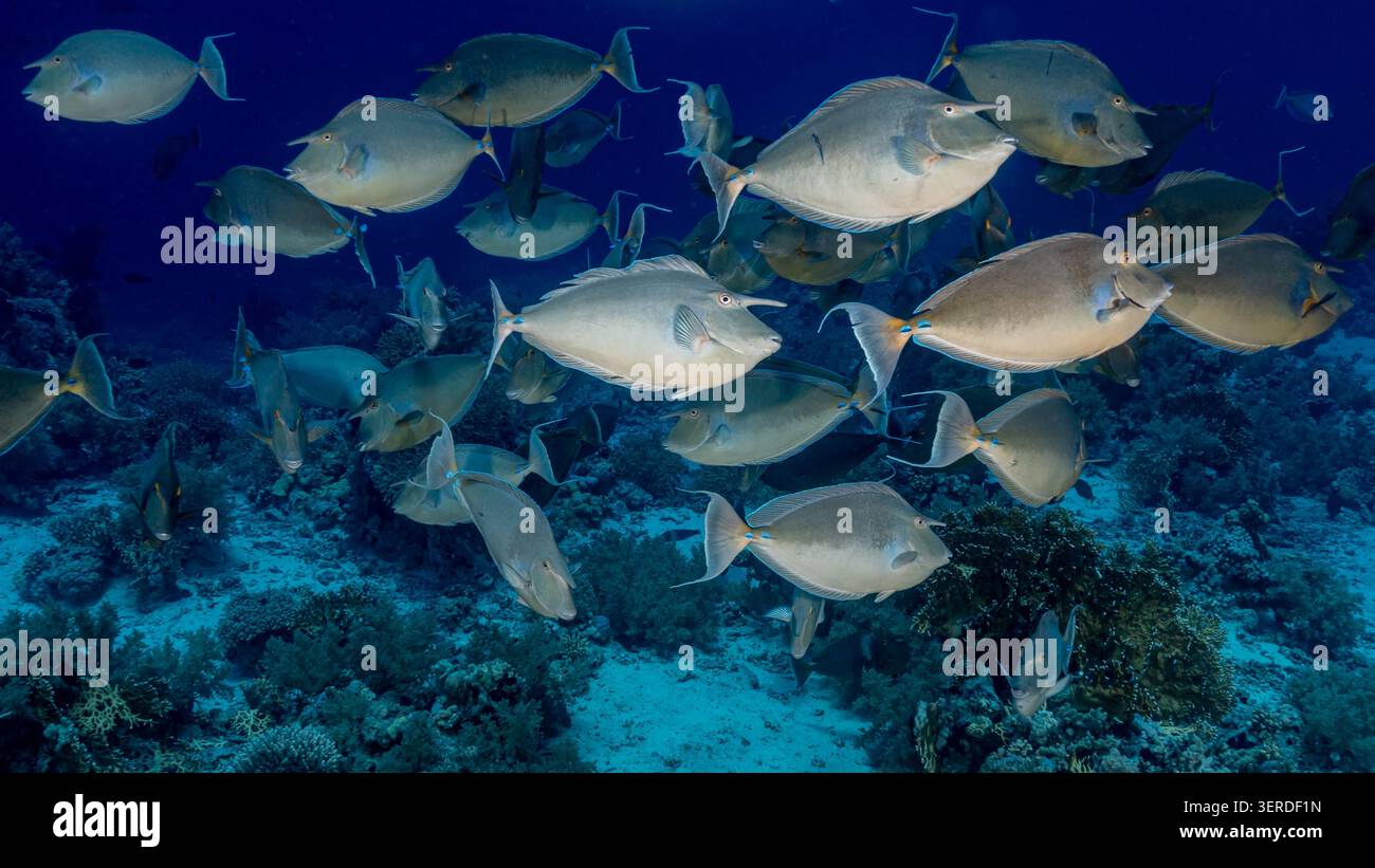 Egitto, Sharm El Sheikh, Bluespine Unicornis (naso unicornis) Foto Stock