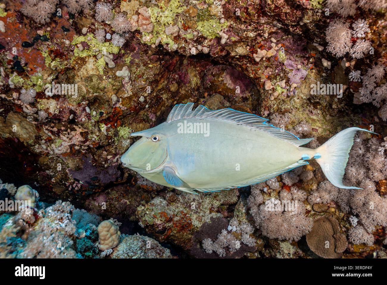 Egitto, Sharm El Sheikh, Bluespine Unicornis (naso unicornis) Foto Stock