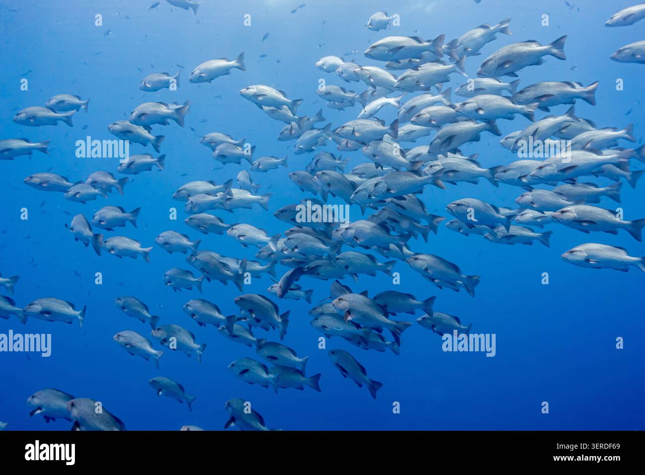 Egitto, Sharm El Sheikh, Gigante trevally (Caranx ignobilis), Giant Kingfish Foto Stock