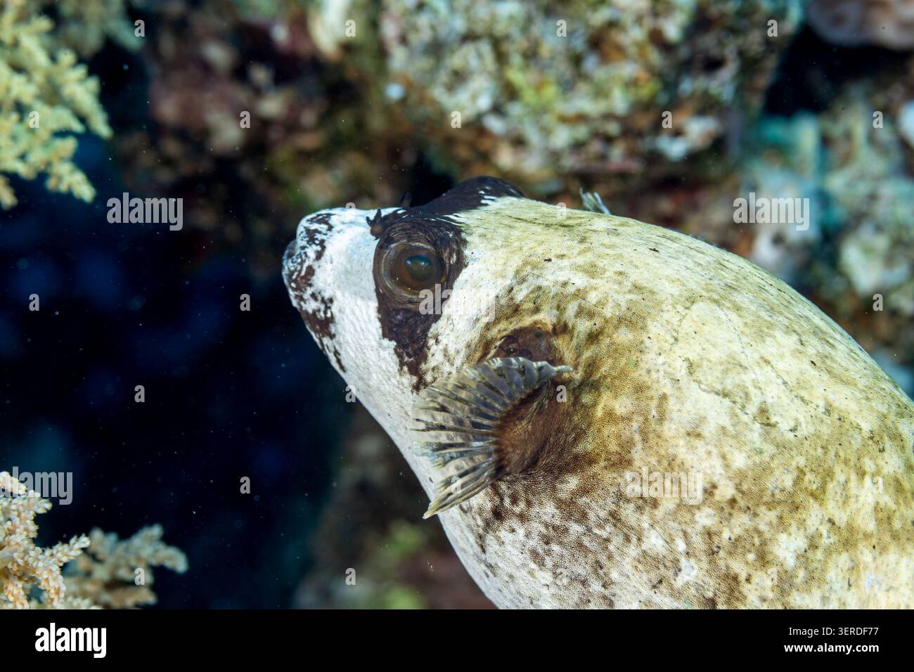 Egitto, Sharm El Sheikh, Masked Puffer (Arothron diadematus) Foto Stock