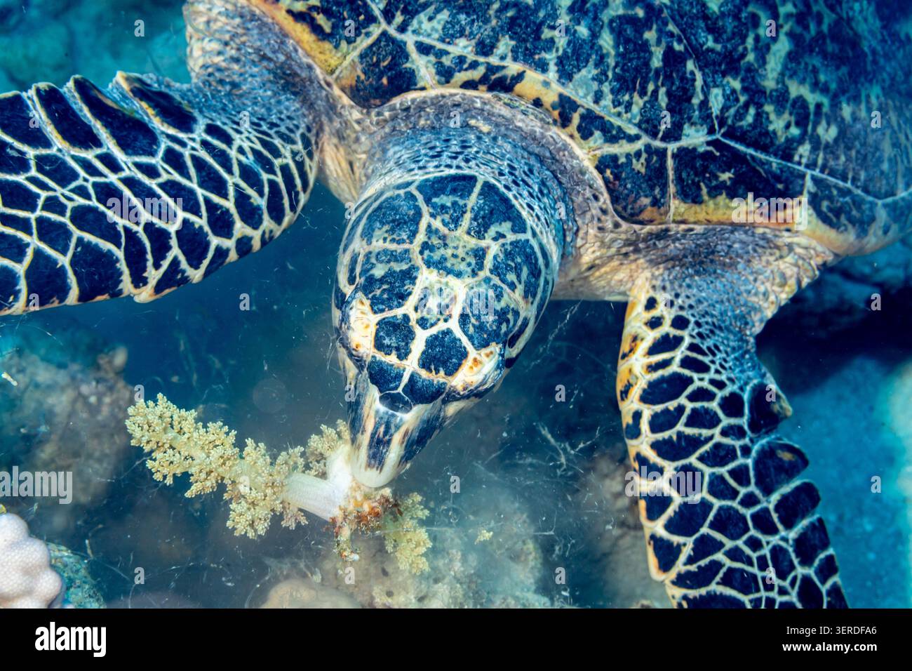 Egitto, Sharm El Sheikh, tartaruga di Hawksbill (Eretmochelys imbricata) Foto Stock