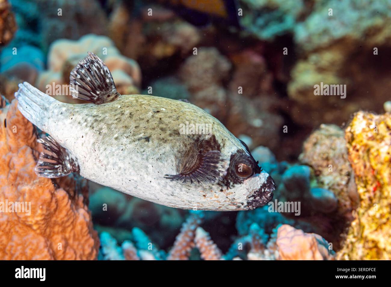 Egitto, Sharm El Sheikh, Masked Puffer (Arothron diadematus) Foto Stock