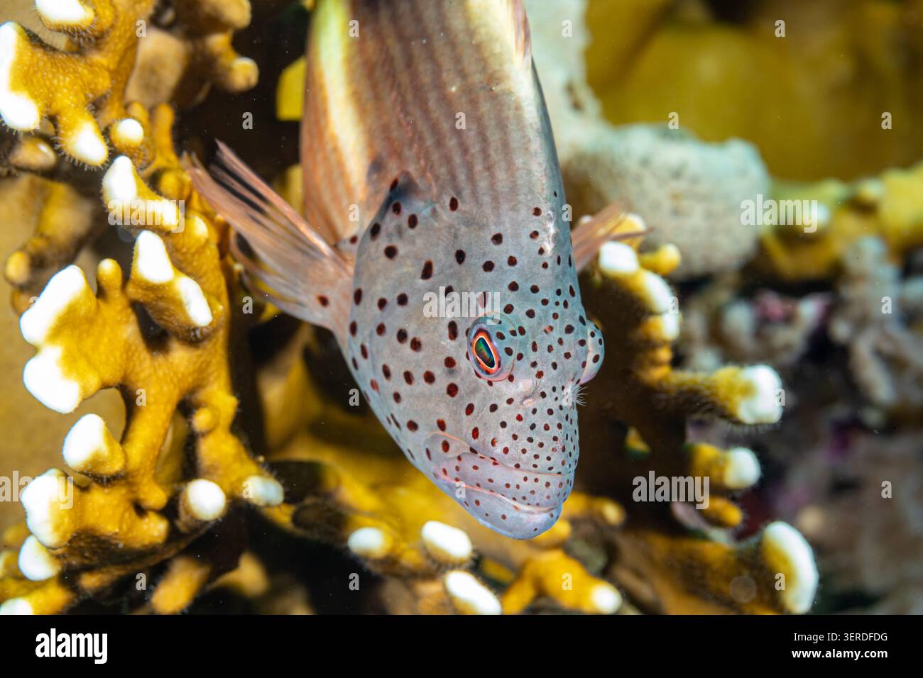 Egitto, Sharm El Sheikh, Falco Nero (Paracirhites forsteri), Forster's Hawkfish Black coloration Foto Stock