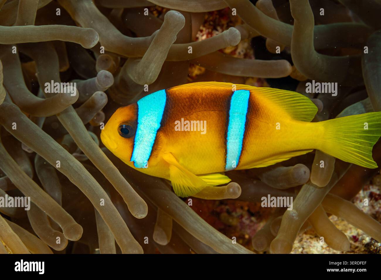 Egitto, Sharm El Sheikh, pesce pagliaccio del Mar Rosso (Amphiprion bicinctus), Anemonefish a due bande Foto Stock