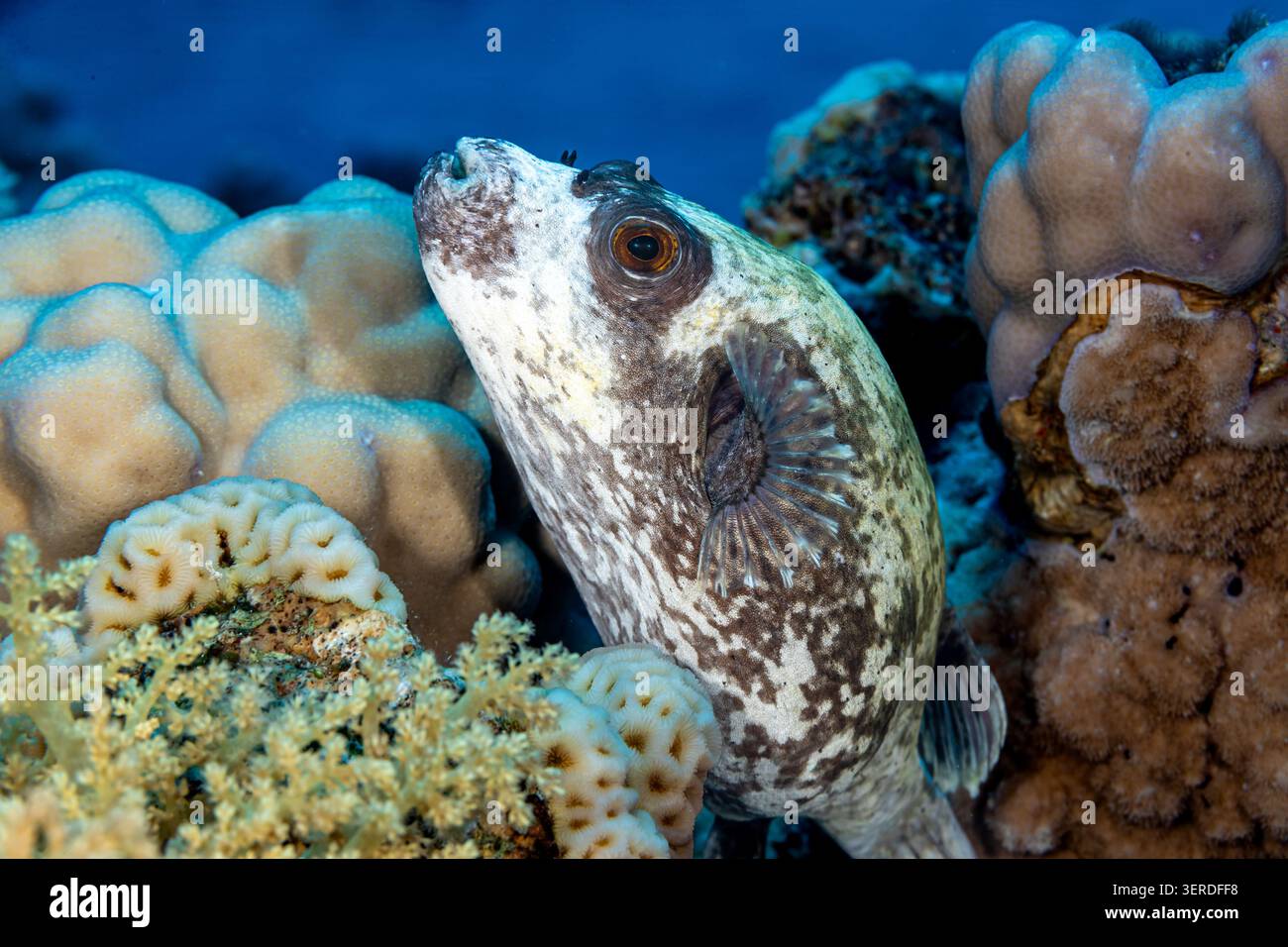 Egitto, Sharm El Sheikh, Masked Puffer (Arothron diadematus) Foto Stock