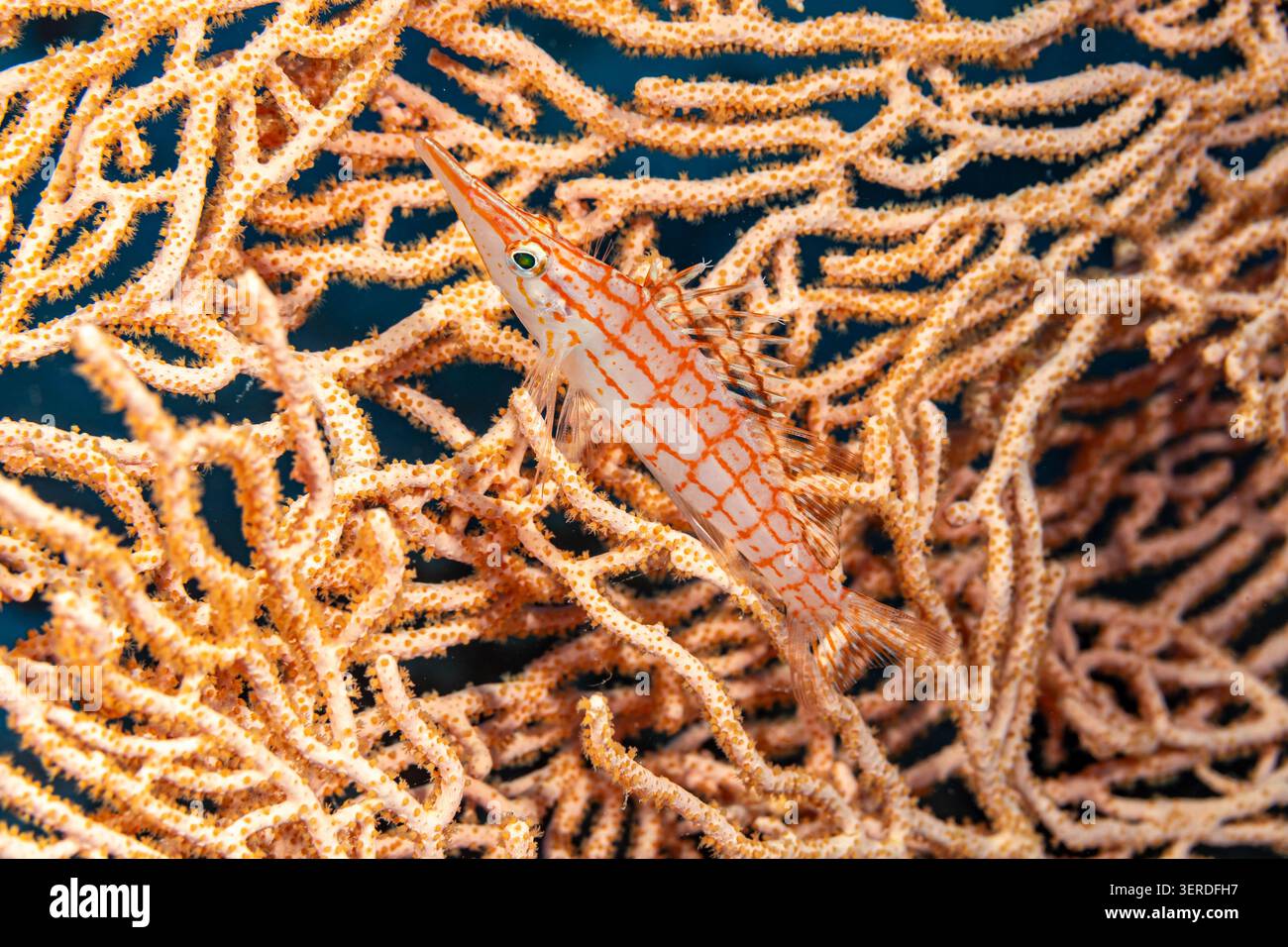 Egitto, Sharm El Sheikh, pesce Falco lungo (Oxycirrhites typus) Foto Stock
