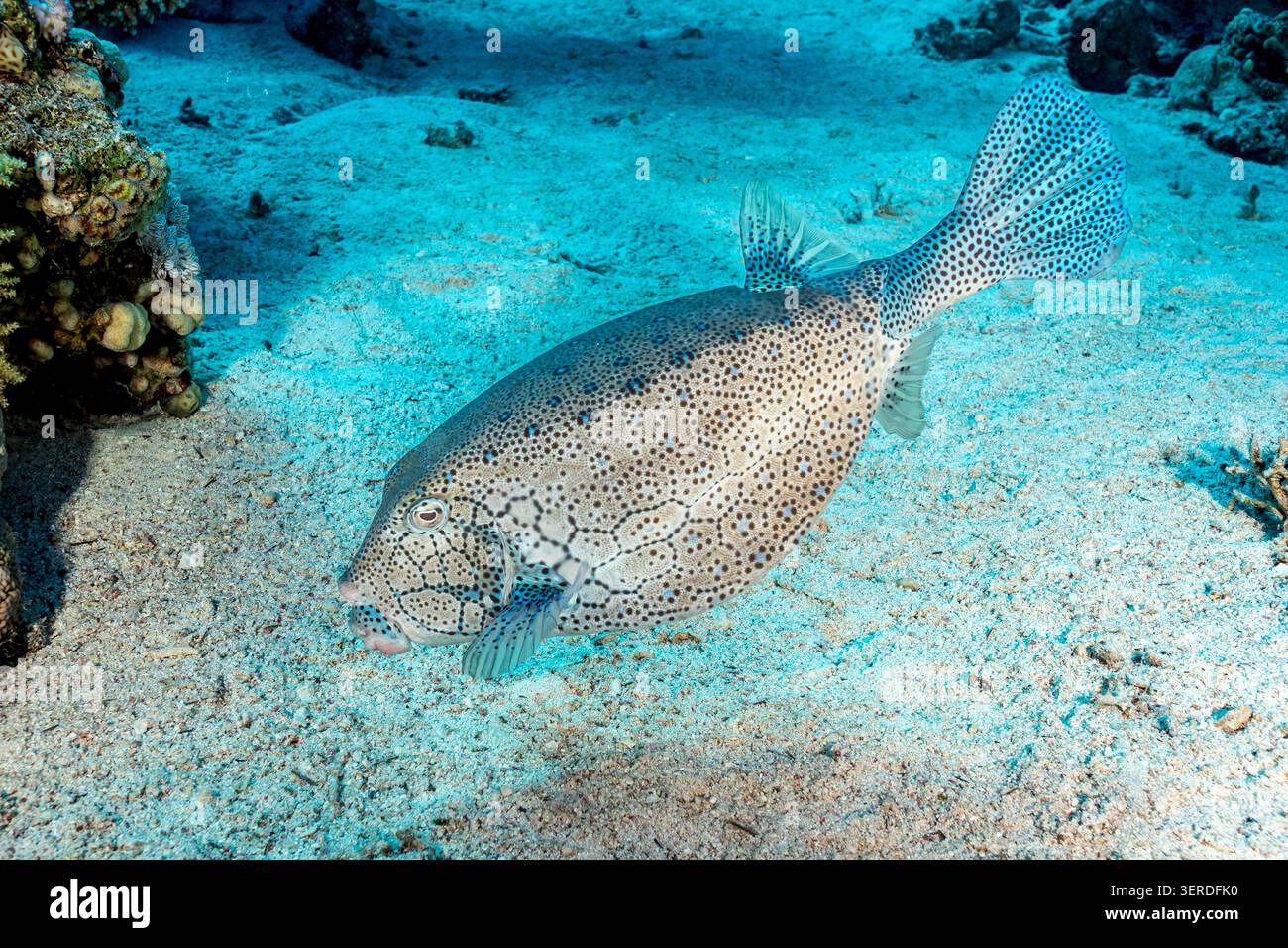 Egitto, Sharm El Sheikh, Yellow Boxfish (Ostracion cubicus), Cube Trunkfish Foto Stock