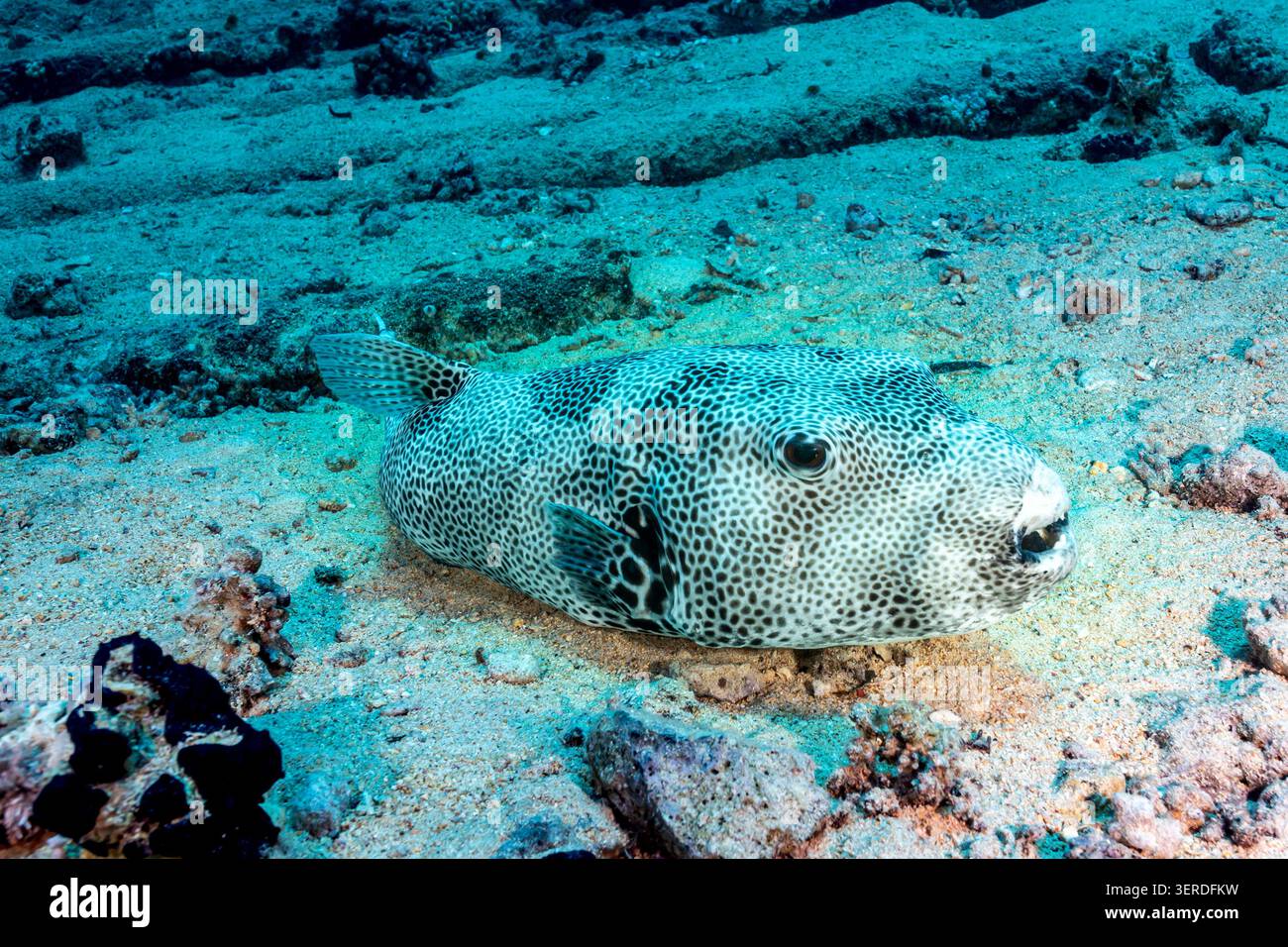 Egitto, Sharm El Sheikh, Starry Pufferfish (Arothron stellatus) Foto Stock