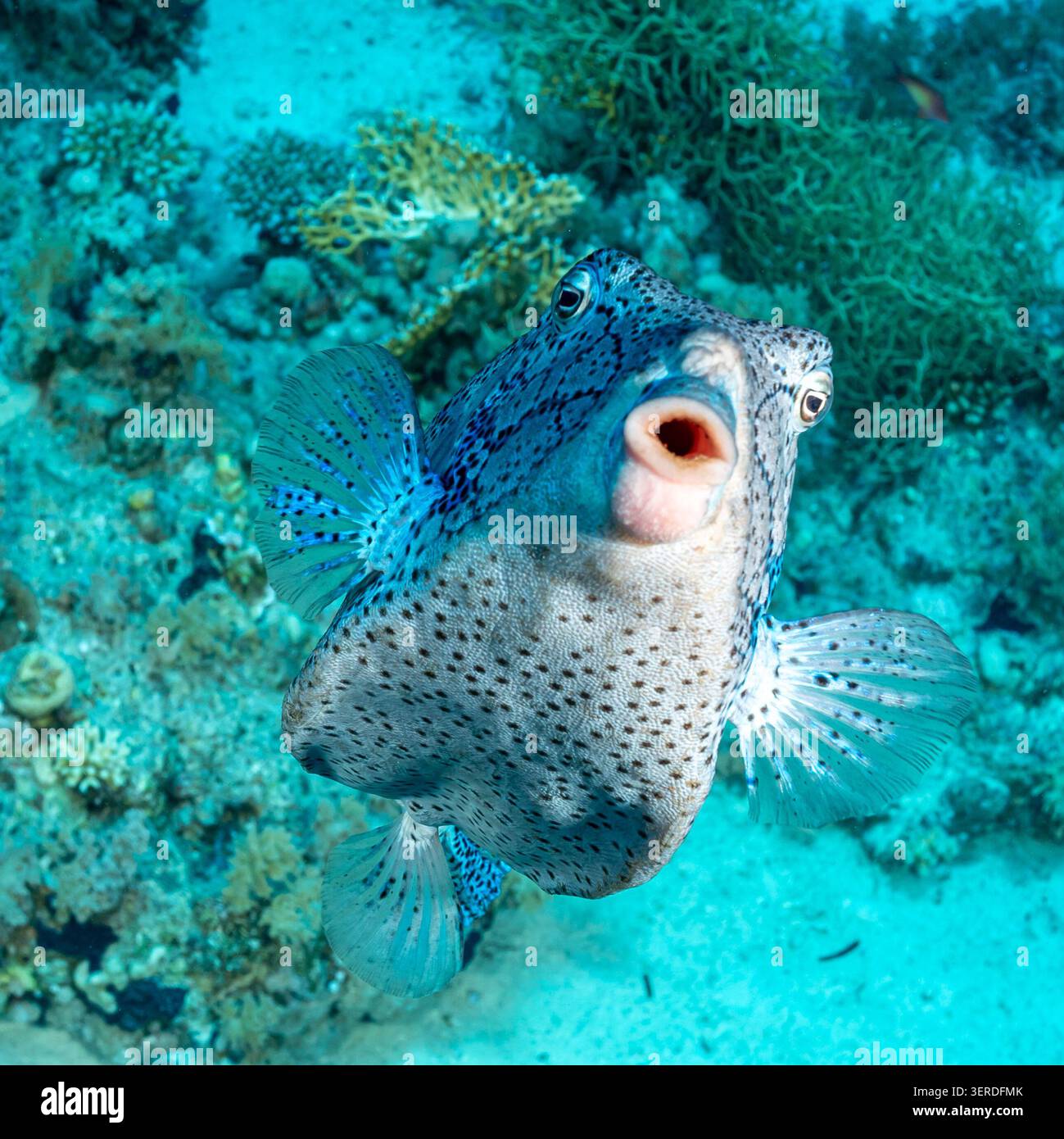 Egitto, Sharm El Sheikh, Yellow Boxfish (Ostracion cubicus), Cube Trunkfish Foto Stock