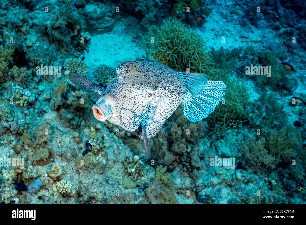 Egitto, Sharm El Sheikh, Yellow Boxfish (Ostracion cubicus), Cube Trunkfish Foto Stock