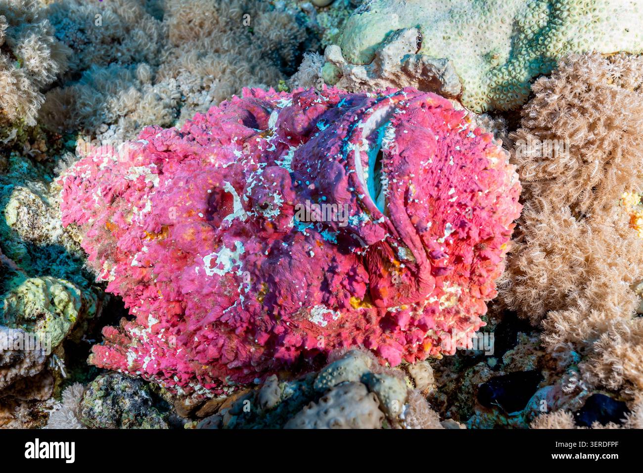Egitto, Sharm El Sheikh, pesce pietra viola (Synanceia verrucosa) Foto Stock